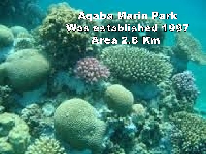 Aqaba Marin Park Was established 1997 Area 2. 8 Km 