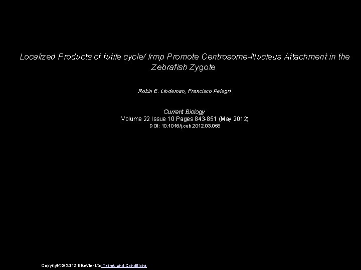 Localized Products of futile cycle/ lrmp Promote Centrosome-Nucleus Attachment in the Zebrafish Zygote Robin