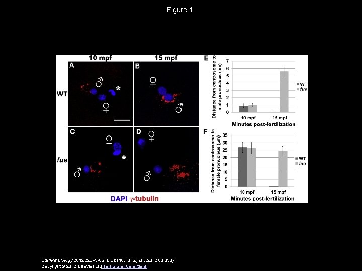 Figure 1 Current Biology 2012 22843 -851 DOI: (10. 1016/j. cub. 2012. 03. 058)