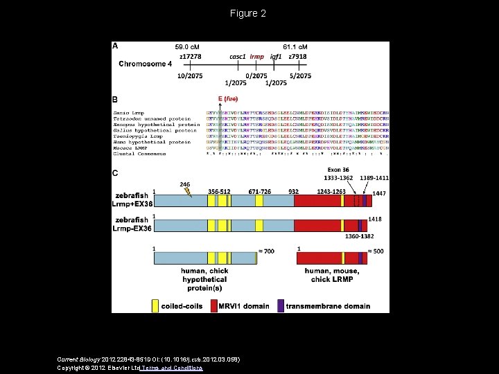 Figure 2 Current Biology 2012 22843 -851 DOI: (10. 1016/j. cub. 2012. 03. 058)