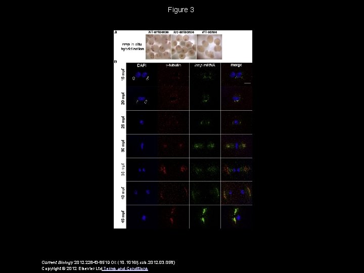 Figure 3 Current Biology 2012 22843 -851 DOI: (10. 1016/j. cub. 2012. 03. 058)
