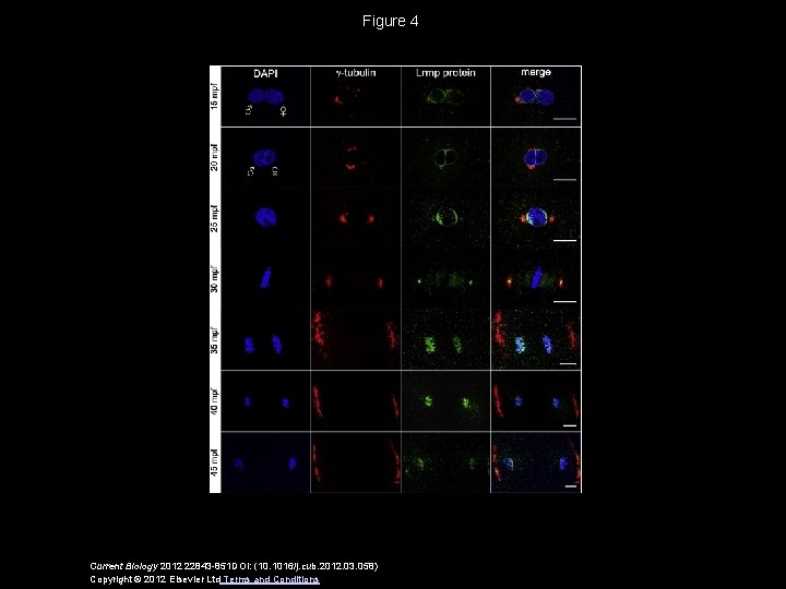 Figure 4 Current Biology 2012 22843 -851 DOI: (10. 1016/j. cub. 2012. 03. 058)