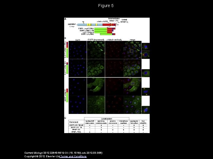 Figure 5 Current Biology 2012 22843 -851 DOI: (10. 1016/j. cub. 2012. 03. 058)
