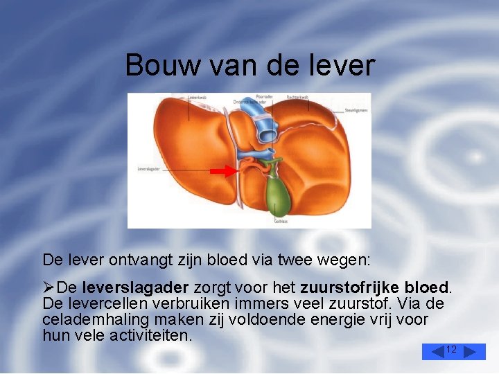 Bouw van de lever De lever ontvangt zijn bloed via twee wegen: ØDe leverslagader