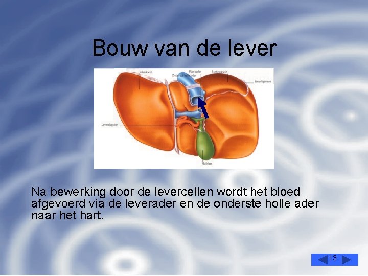 Bouw van de lever Na bewerking door de levercellen wordt het bloed afgevoerd via