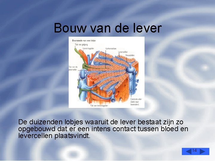 Bouw van de lever De duizenden lobjes waaruit de lever bestaat zijn zo opgebouwd