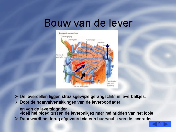 Bouw van de lever Ø De levercellen liggen straalsgewijze gerangschikt in leverbalkjes. Ø Door