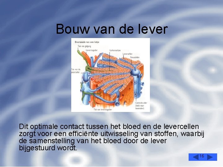 Bouw van de lever Dit optimale contact tussen het bloed en de levercellen zorgt