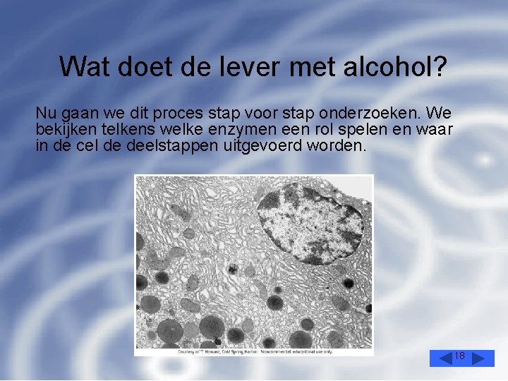 Wat doet de lever met alcohol? Nu gaan we dit proces stap voor stap