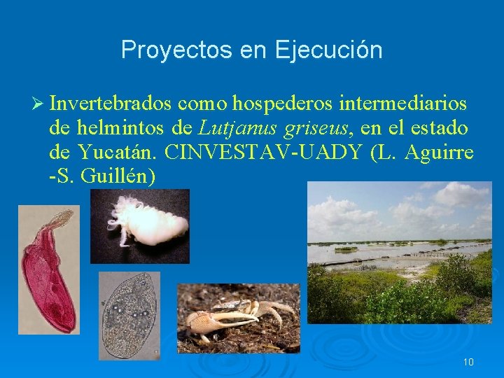 Proyectos en Ejecución Ø Invertebrados como hospederos intermediarios de helmintos de Lutjanus griseus, en