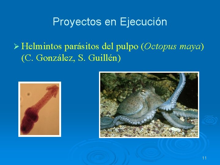 Proyectos en Ejecución Ø Helmintos parásitos del pulpo (Octopus maya) (C. González, S. Guillén)