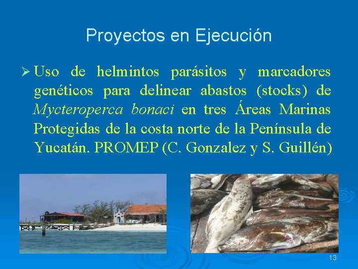 Proyectos en Ejecución Ø Uso de helmintos parásitos y marcadores genéticos para delinear abastos