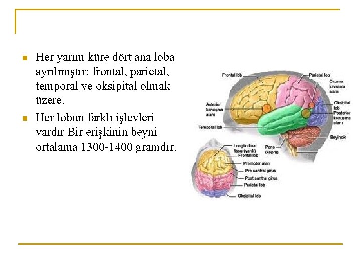 n n Her yarım küre dört ana loba ayrılmıştır: frontal, parietal, temporal ve oksipital