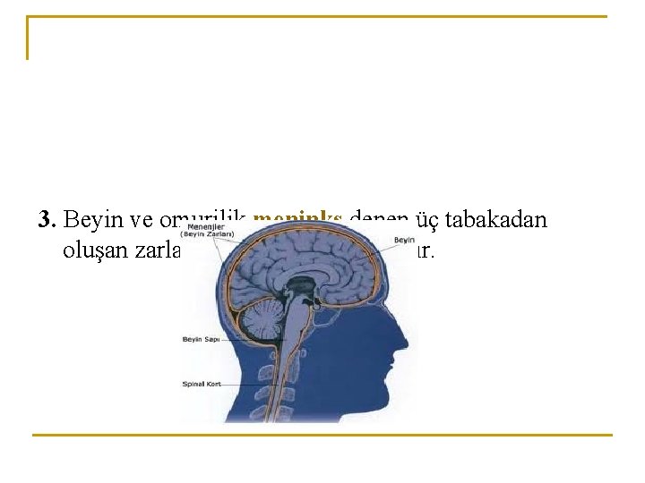 3. Beyin ve omurilik meninks denen üç tabakadan oluşan zarla koruma altına alınmıştır. 