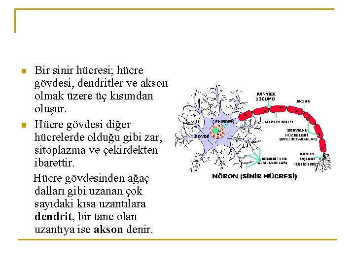 Bir sinir hücresi; hücre gövdesi, dendritler ve akson olmak üzere üç kısımdan oluşur. n