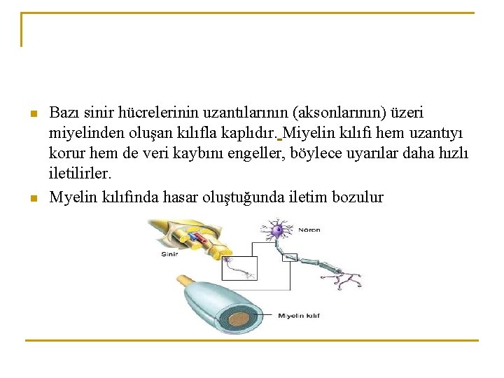 n n Bazı sinir hücrelerinin uzantılarının (aksonlarının) üzeri miyelinden oluşan kılıfla kaplıdır. Miyelin kılıfı