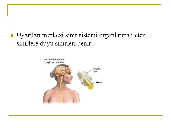 n Uyarıları merkezi sinir sistemi organlarına ileten sinirlere duyu sinirleri denir 