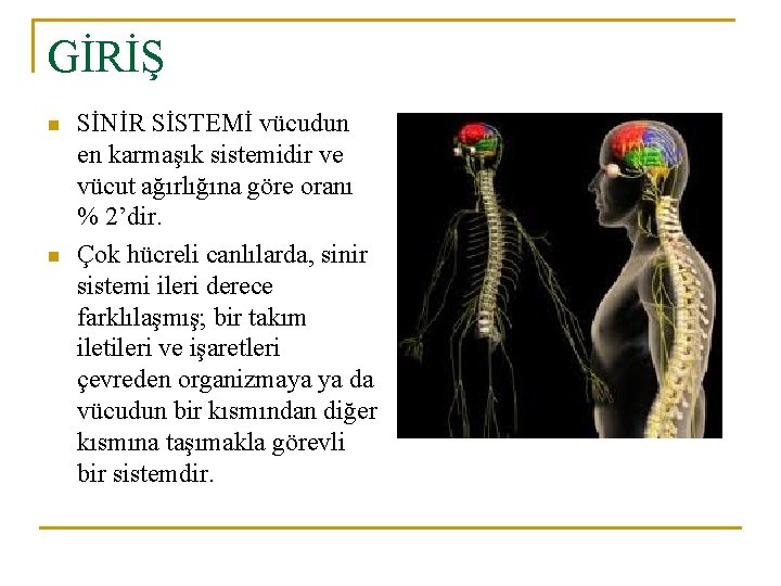 GİRİŞ n n SİNİR SİSTEMİ vücudun en karmaşık sistemidir ve vücut ağırlığına göre oranı