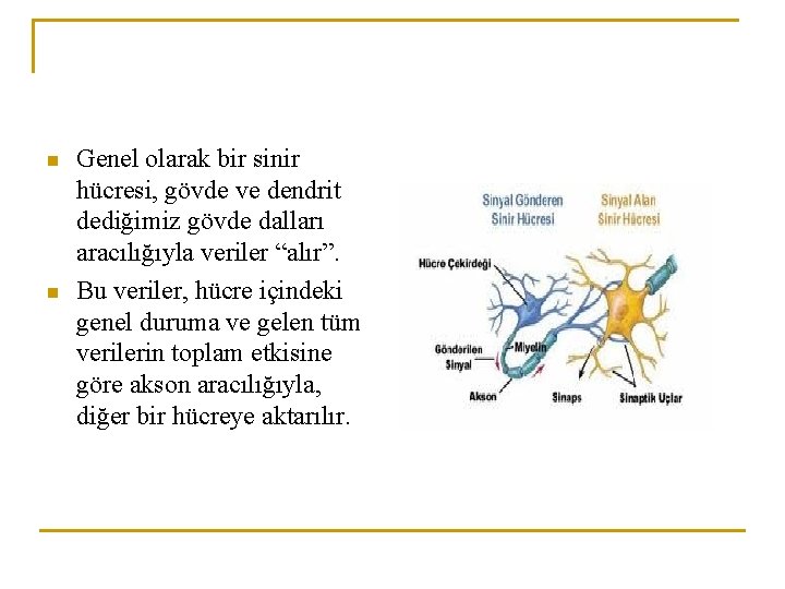 n n Genel olarak bir sinir hücresi, gövde ve dendrit dediğimiz gövde dalları aracılığıyla