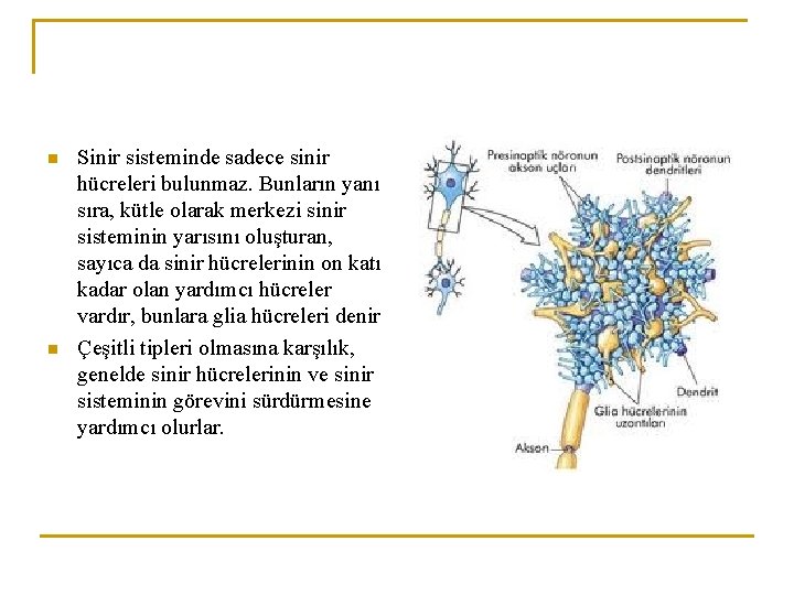 n n Sinir sisteminde sadece sinir hücreleri bulunmaz. Bunların yanı sıra, kütle olarak merkezi