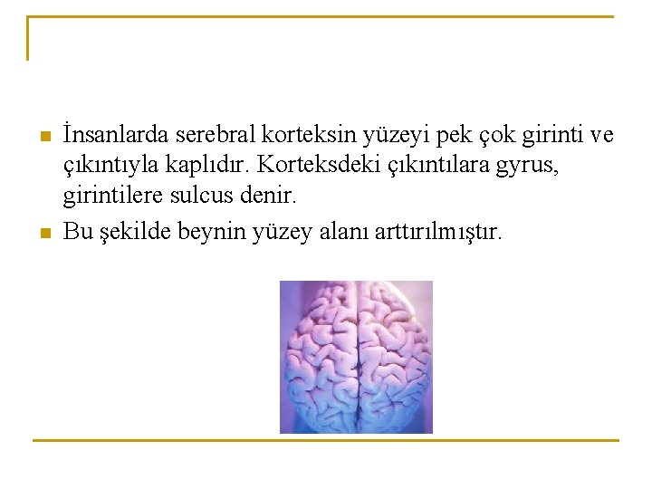 n n İnsanlarda serebral korteksin yüzeyi pek çok girinti ve çıkıntıyla kaplıdır. Korteksdeki çıkıntılara