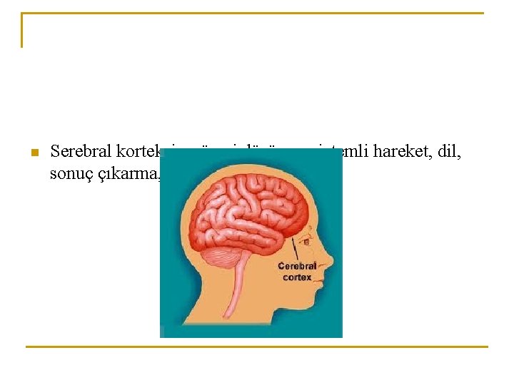 n Serebral korteksin görevi düşünme, istemli hareket, dil, sonuç çıkarma, algılamadır. 