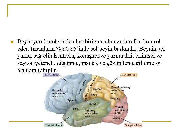 n Beyin yarı kürelerinden her biri vücudun zıt tarafını kontrol eder. İnsanların % 90