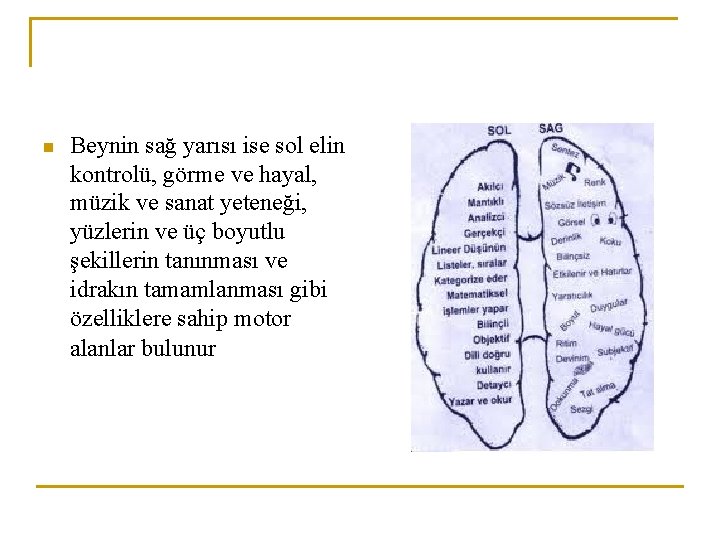 n Beynin sağ yarısı ise sol elin kontrolü, görme ve hayal, müzik ve sanat