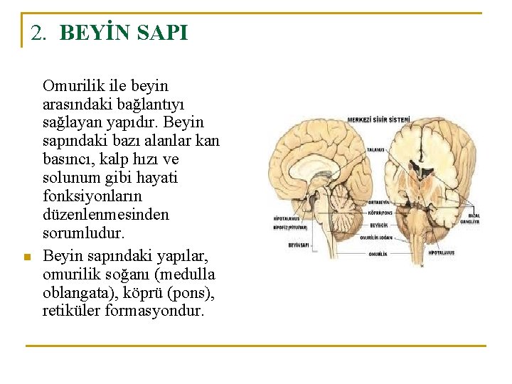 2. BEYİN SAPI n Omurilik ile beyin arasındaki bağlantıyı sağlayan yapıdır. Beyin sapındaki bazı