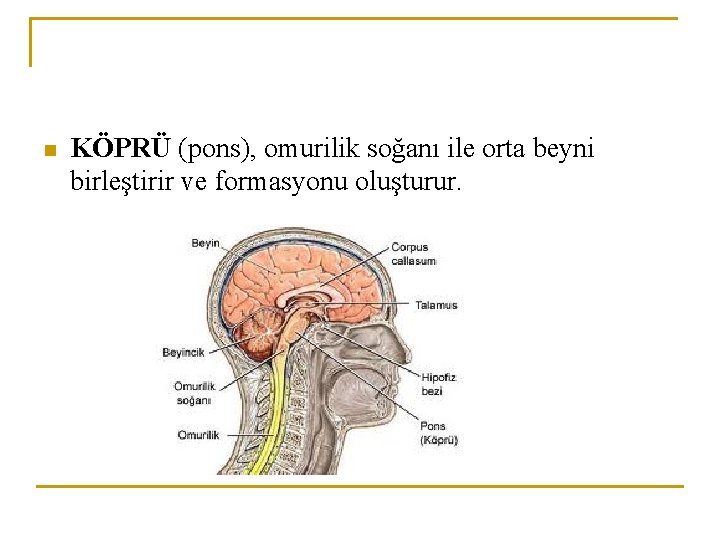 n KÖPRÜ (pons), omurilik soğanı ile orta beyni birleştirir ve formasyonu oluşturur. 