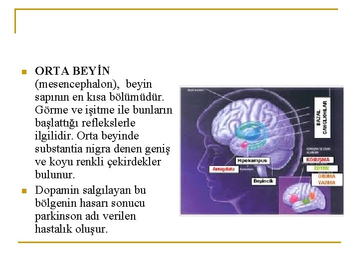 n n ORTA BEYİN (mesencephalon), beyin sapının en kısa bölümüdür. Görme ve işitme ile