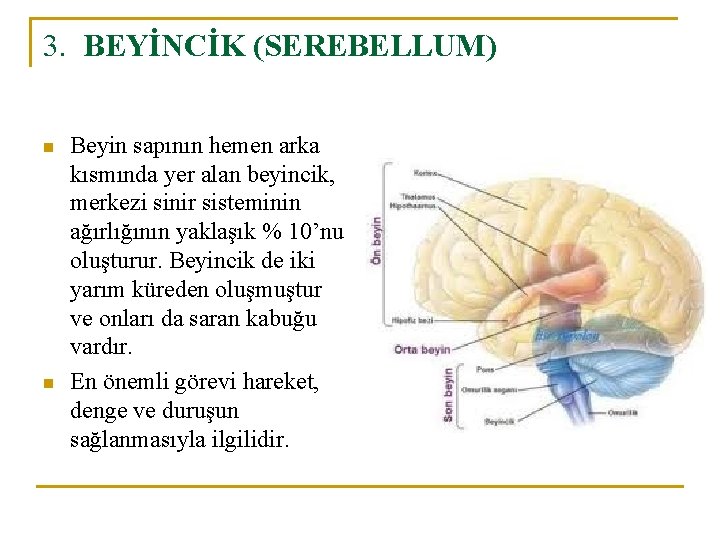 3. BEYİNCİK (SEREBELLUM) n n Beyin sapının hemen arka kısmında yer alan beyincik, merkezi