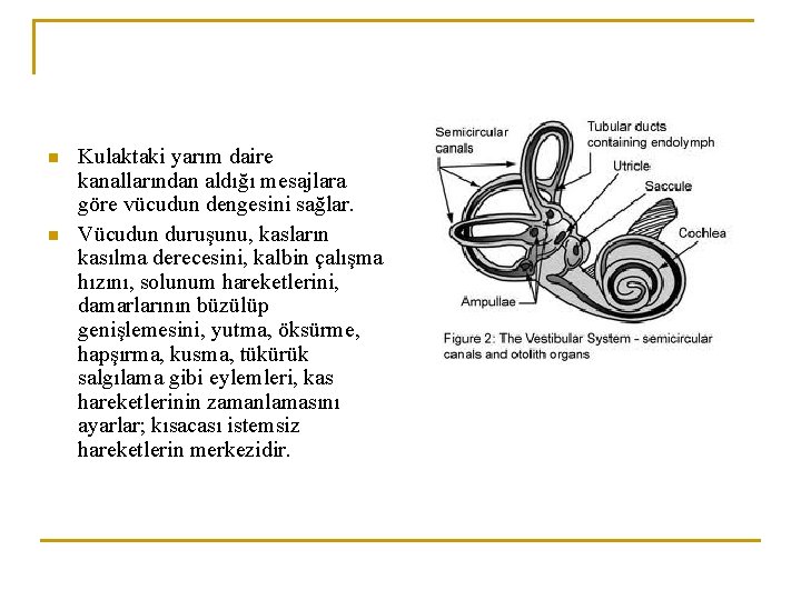 n n Kulaktaki yarım daire kanallarından aldığı mesajlara göre vücudun dengesini sağlar. Vücudun duruşunu,