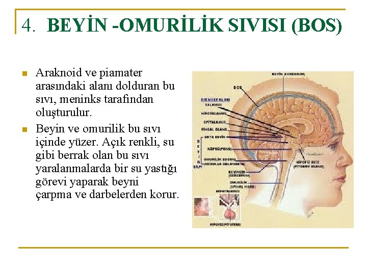 4. BEYİN -OMURİLİK SIVISI (BOS) n n Araknoid ve piamater arasındaki alanı dolduran bu