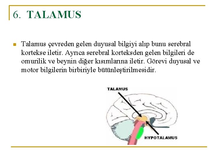 6. TALAMUS n Talamus çevreden gelen duyusal bilgiyi alıp bunu serebral kortekse iletir. Ayrıca