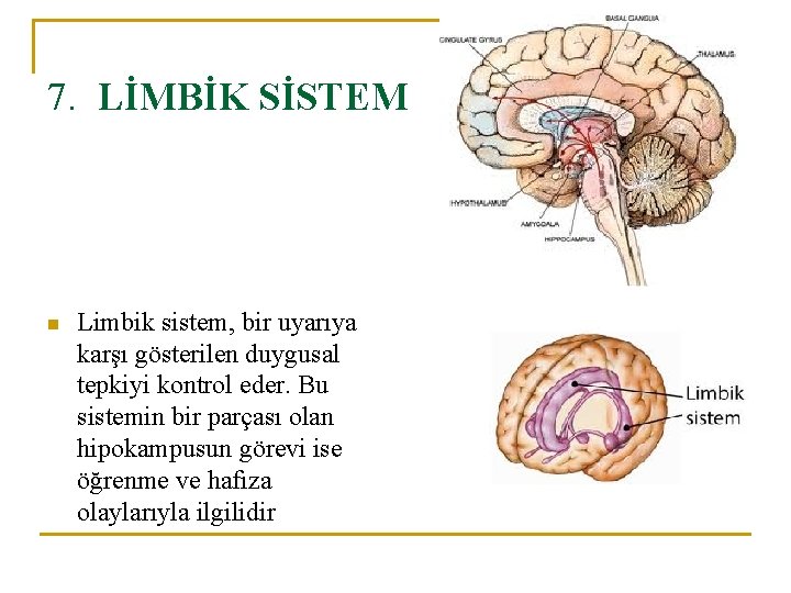 7. LİMBİK SİSTEM n Limbik sistem, bir uyarıya karşı gösterilen duygusal tepkiyi kontrol eder.