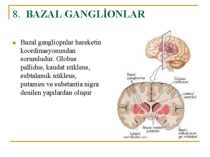 8. BAZAL GANGLİONLAR n Bazal gangliopnlar hareketin koordinasyonundan sorumludur. Globus pallidus, kaudat nükleus, subtalamik