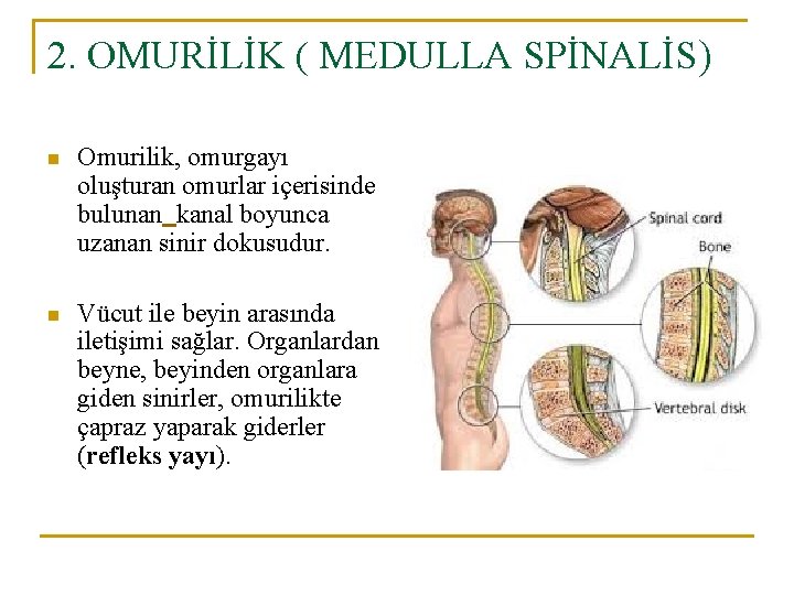 2. OMURİLİK ( MEDULLA SPİNALİS) n Omurilik, omurgayı oluşturan omurlar içerisinde bulunan kanal boyunca