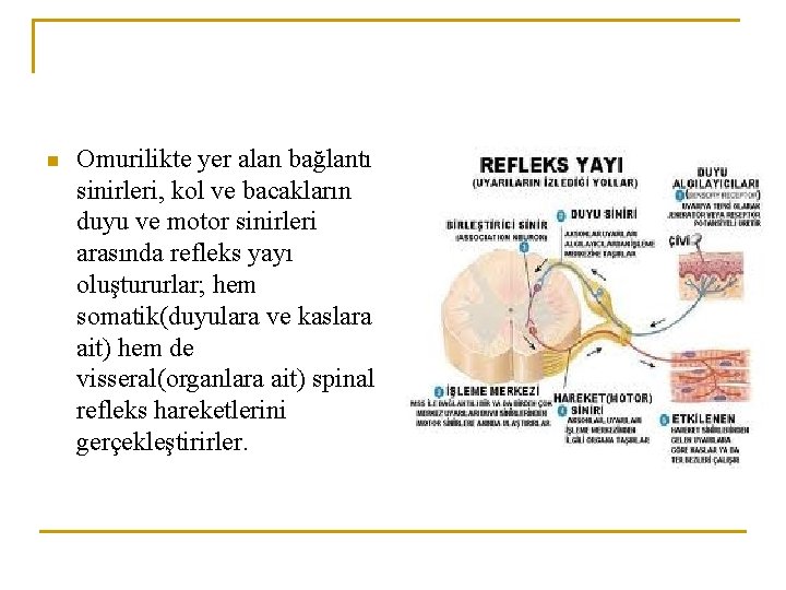 n Omurilikte yer alan bağlantı sinirleri, kol ve bacakların duyu ve motor sinirleri arasında