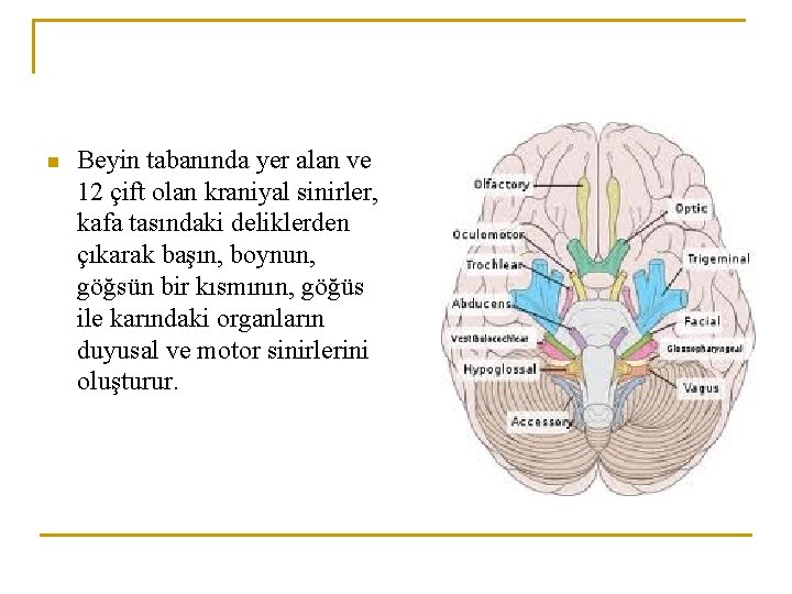 n Beyin tabanında yer alan ve 12 çift olan kraniyal sinirler, kafa tasındaki deliklerden