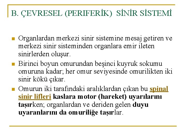 B. ÇEVRESEL (PERIFERİK) SİNİR SİSTEMİ n n n Organlardan merkezi sinir sistemine mesaj getiren