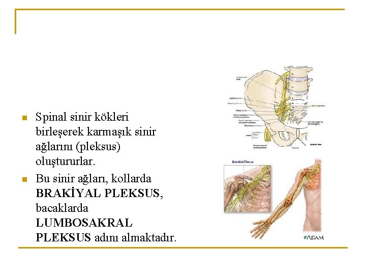 n n Spinal sinir kökleri birleşerek karmaşık sinir ağlarını (pleksus) oluştururlar. Bu sinir ağları,