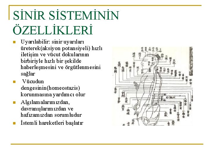 SİNİR SİSTEMİNİN ÖZELLİKLERİ n n Uyarılabilir: sinir uyarıları üreterek(aksiyon potansiyeli) hızlı iletişim ve vücut