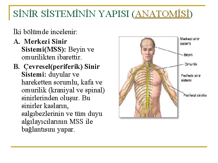 SİNİR SİSTEMİNİN YAPISI (ANATOMİSİ) İki bölümde incelenir: A. Merkezi Sinir Sistemi(MSS): Beyin ve omurilikten