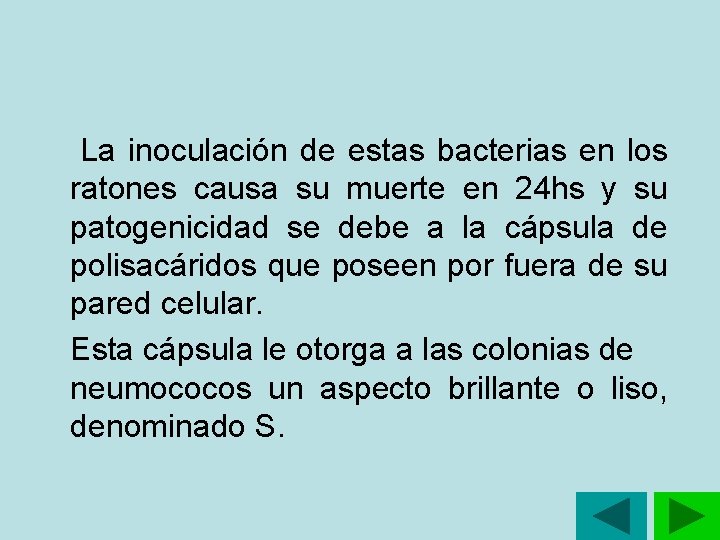 La inoculación de estas bacterias en los ratones causa su muerte en 24 La inoculación de estas bacterias en los ratones causa su muerte en 24