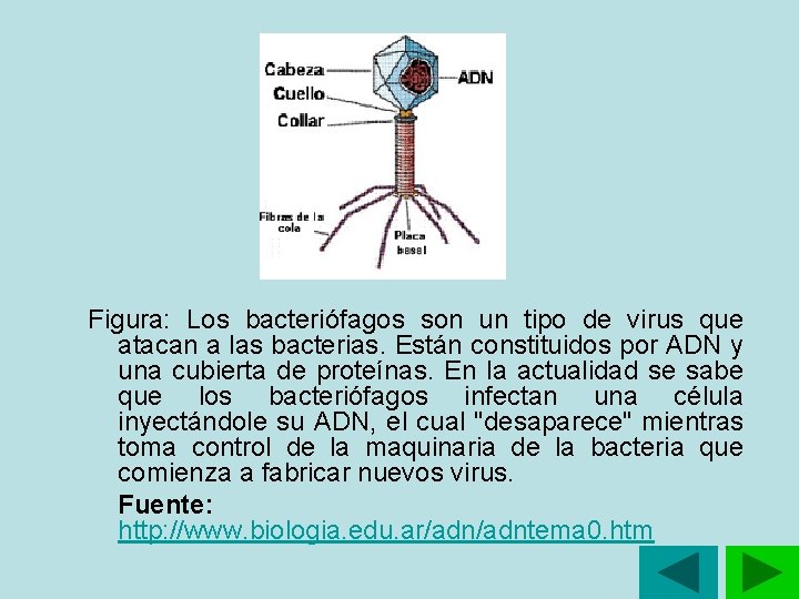Figura: Los bacteriófagos son un tipo de virus que atacan a las bacterias. Figura: Los bacteriófagos son un tipo de virus que atacan a las bacterias.