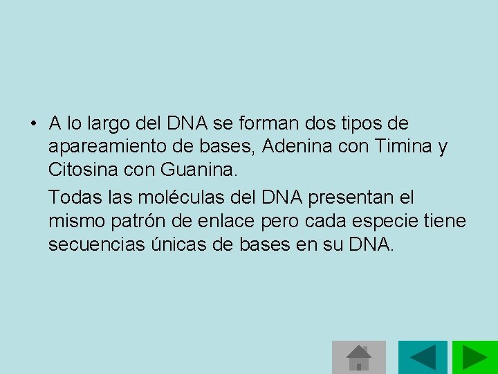 • A lo largo del DNA se forman dos tipos de apareamiento de • A lo largo del DNA se forman dos tipos de apareamiento de