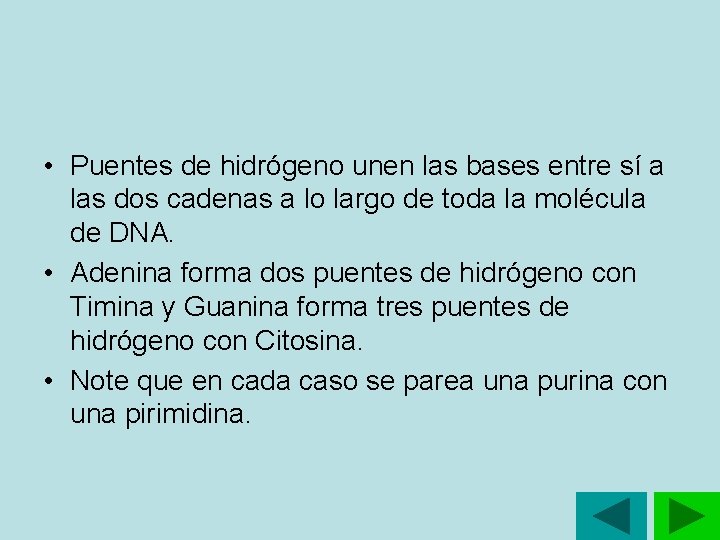 • Puentes de hidrógeno unen las bases entre sí a las dos cadenas • Puentes de hidrógeno unen las bases entre sí a las dos cadenas