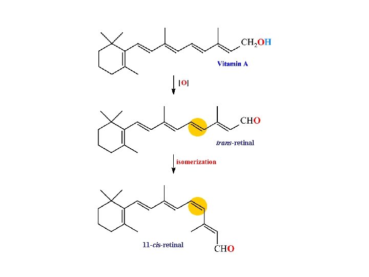 trans-retinal 11 -cis-retinal 