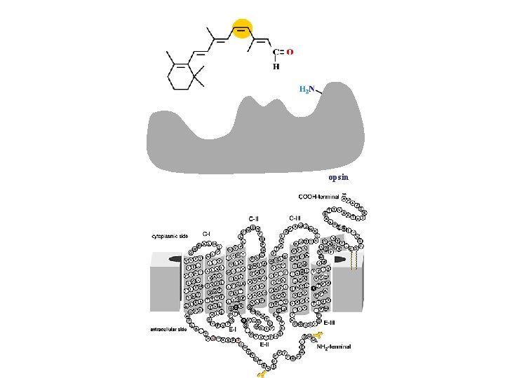 opsin 